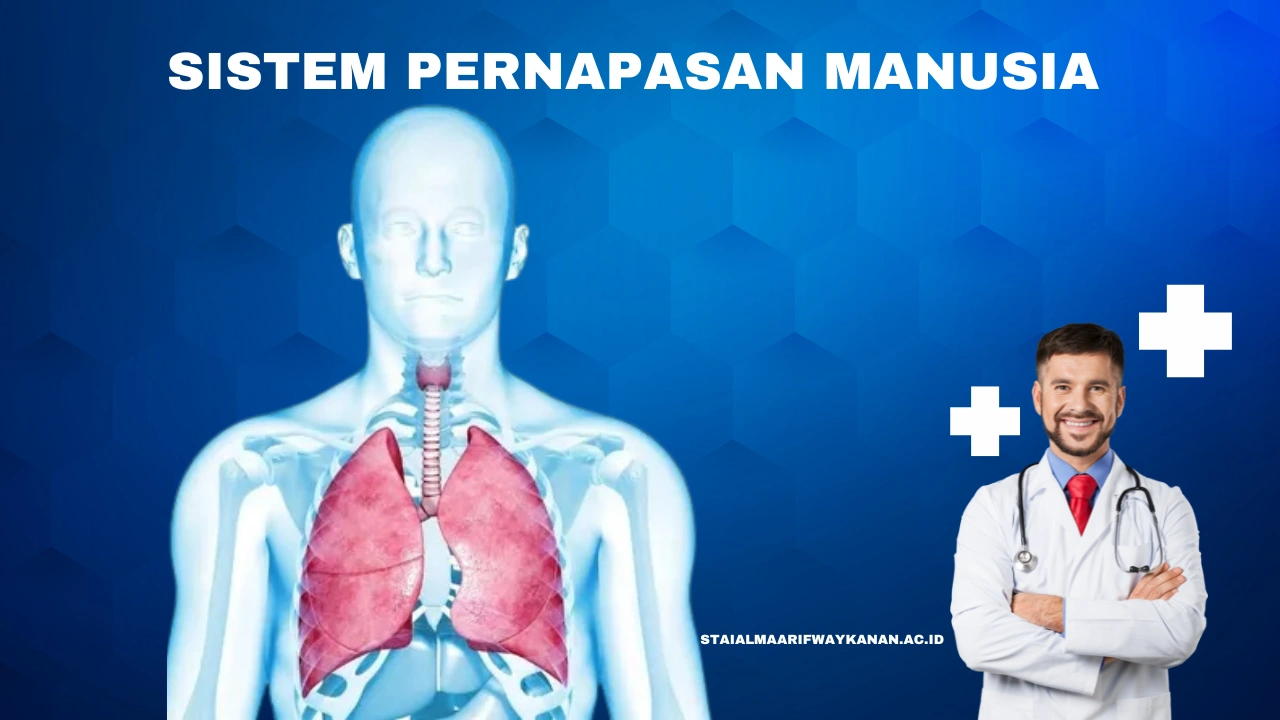 Sistem-Pernapasan-Manusia